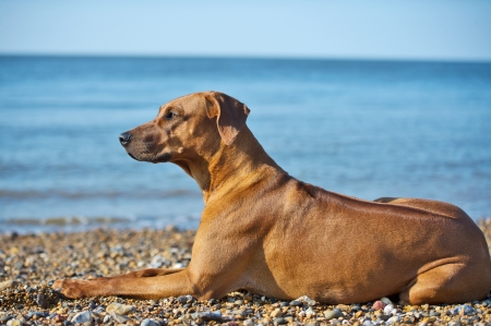 Beautiful dog resting on the beach shoreの写真素材