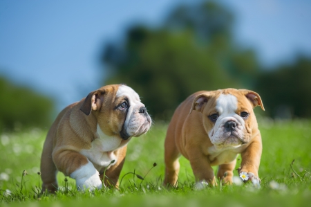 Cute happy english bulldog dog puppies playing outdoors on a fresh grass and flowersの写真素材