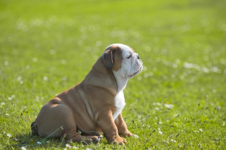 Cute happy english bulldog puppy sitting on fresh summer grass side viewの写真素材