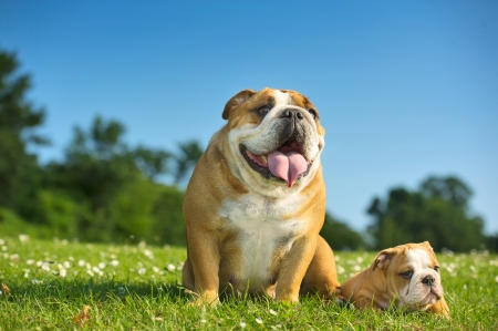 Happy cute english bulldog puppy with its mother dog outdoorsの写真素材