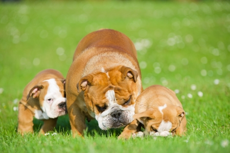 Beautiful Bulldog mother playing with her children puppiesの写真素材