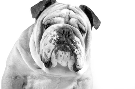 Dog emotions - curious dog isolated on white backgroundの写真素材
