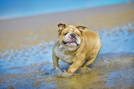 Active athletic dog english bulldog running at the seaの写真素材