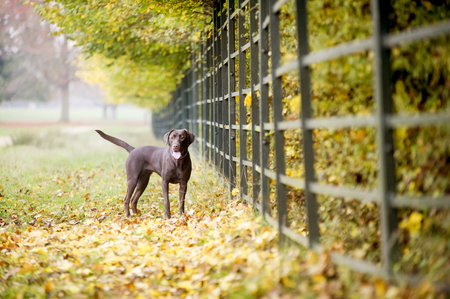 Chocolate brown labrador hunting in autumnの写真素材