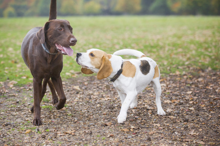 Beagle and labrador dog friends playing in the parkの写真素材