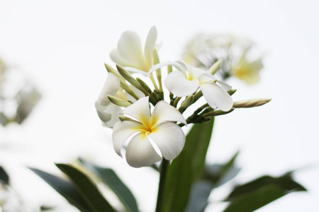 flora の写真素材