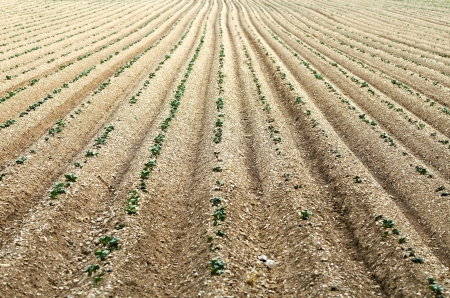 Field with vegetablesの写真素材