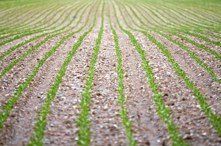 vegetable fieldの写真素材