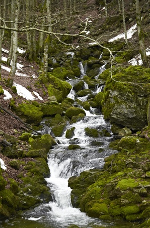 Forest streamの写真素材