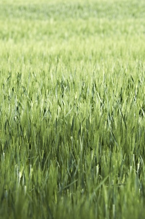 Cornfieldの写真素材