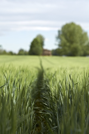 Cornfieldの写真素材