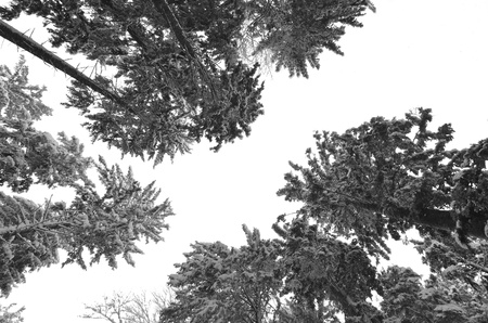 Snow Tree Topsの写真素材