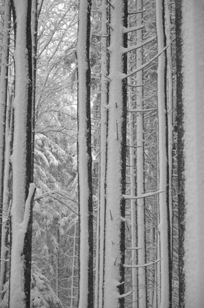 Snow Trunksの写真素材