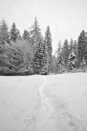 Snow Treesの写真素材