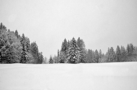 Snow Treesの写真素材