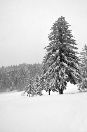 Snow Treesの写真素材