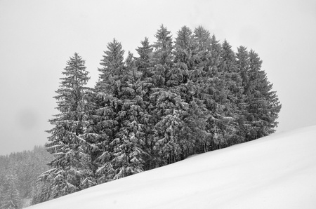 Snow Treesの写真素材