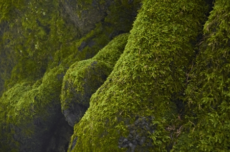 Moss on the treeの写真素材