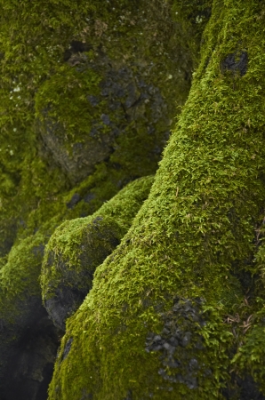 Moss on the treeの写真素材