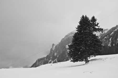 Fir in the snowy Alpsの写真素材