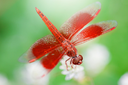 Red dragonfly on a white flower.の写真素材