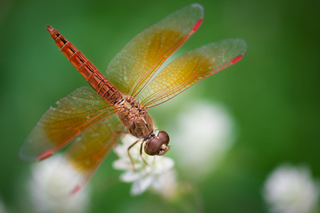 Dragonfly and White Flower on the Green Backgroundの写真素材