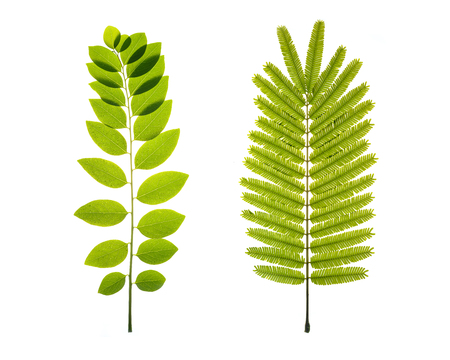 tree leaves isolated on white backgroundの写真素材