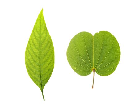 tree leaves isolated on white backgroundの写真素材