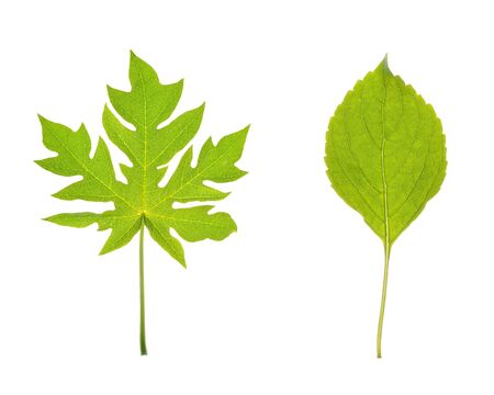 tree leaves isolated on white backgroundの写真素材