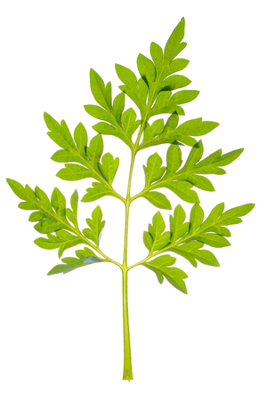 tree leaves isolated on white backgroundの写真素材