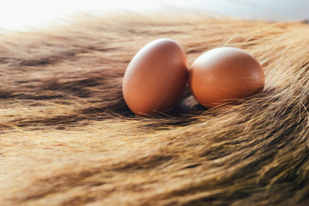 Eggs