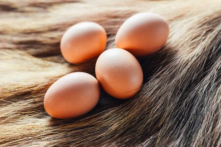 Eggsの写真素材