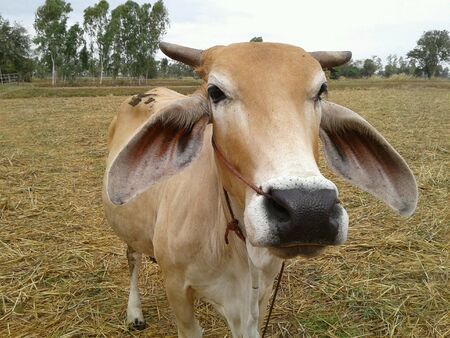 cow in  farmの素材