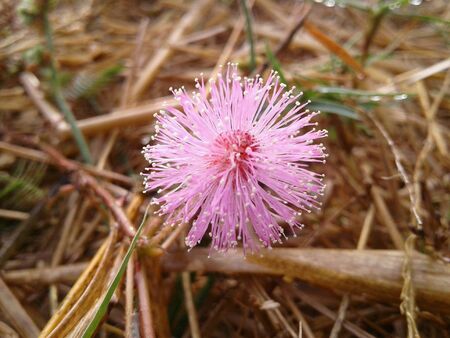 Pink  flowerの素材