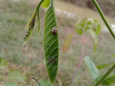 Yellow ladybugの素材