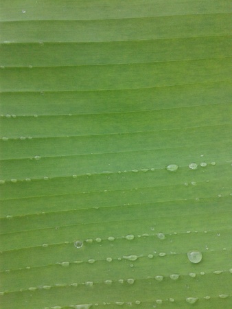 Green banana leafの素材