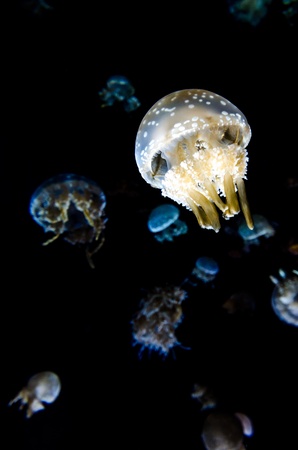 Jellyfish in Aquriumの素材