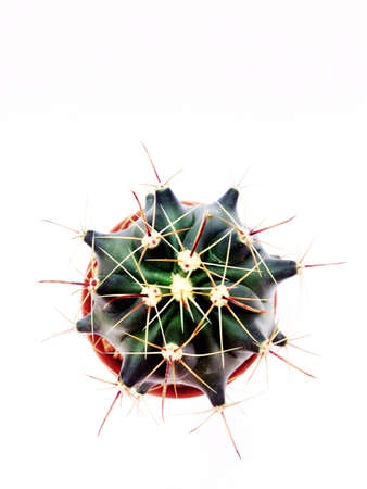 Cactus, top view.の素材