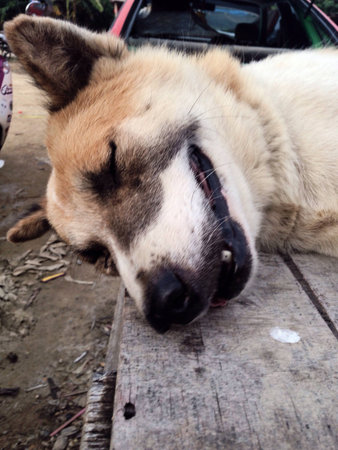 Stray dog.の素材