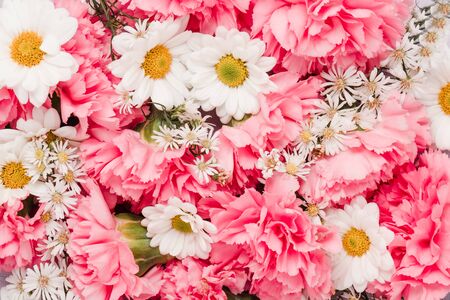 Pink carnation and daisy flower backgroundの写真素材