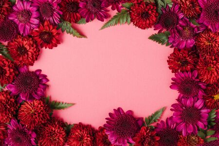 Purple and red pompon flowers in a rose backgroundの写真素材