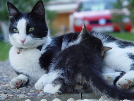 Mother cat is breast feeding her baby, kittenの写真素材