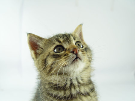 kitten