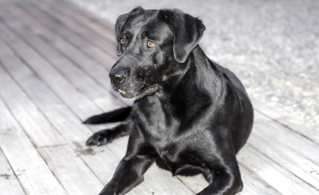 My dog Zeytinの写真素材