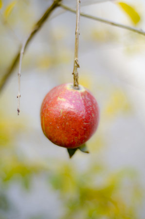 pomegranate on treeの写真素材