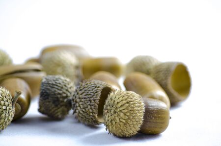 Oak acron and nutsの写真素材