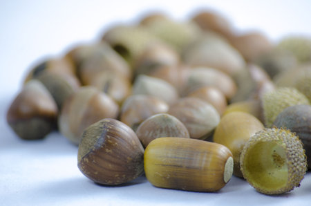 Oak acron and nuts