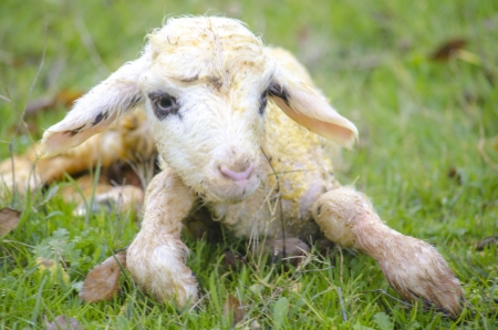Newborn lambの写真素材