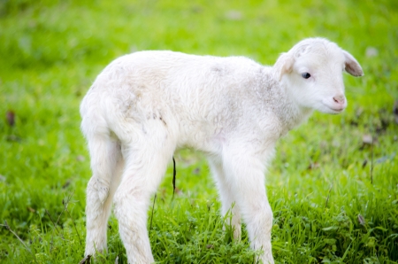 Newborn lambの写真素材