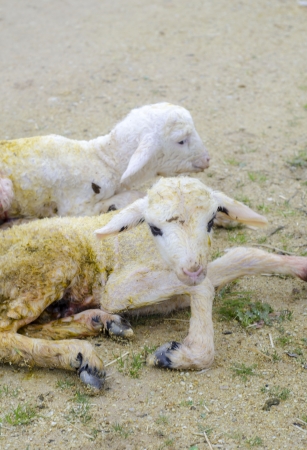 Newborn lambsの写真素材